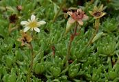 Moschus-Steinbrech - Saxifraga moschata Wulfen