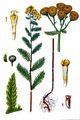 Tansy - Tanacetum vulgare L.