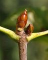 Horse-Chestnut - Aesculus hippocastanum L.