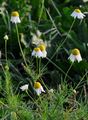 Corn Chamomile - Anthemis arvensis L.