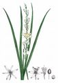 St Bernard's Lily - Anthericum liliago L.