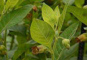 Schwarze Tollkirsche - Atropa bella-donna L.