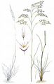Wavy Hair-Grass - Avenella flexuosa (L.) Drejer