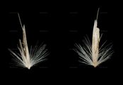 Mountain Smallreed - Calamagrostis varia (Schrad.) Host