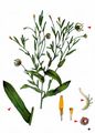 Field Marigold - Calendula arvensis (Vaill.) L.