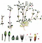 Viermänniges Hornkraut - Cerastium diffusum Pers. 