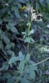 Aromatischer Kälberkropf - Chaerophyllum aromaticum L.