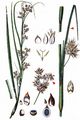 Great Fen-Sedge - Cladium mariscus (L.) Pohl