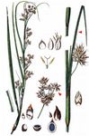 Binsenschneide - Cladium mariscus (L.) Pohl 