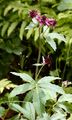Sumpfblutauge - Comarum palustre L.