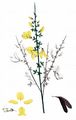 Broom - Cytisus scoparius (L.) Link
