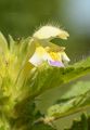Large-Flowered Hemp-Nettle - Galeopsis speciosa Mill.