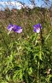 Meadow Crane's-Bill - Geranium pratense L.