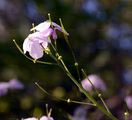 Perennial Honesty - Lunaria rediviva L.