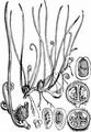 Pillwort - Pilularia globulifera L.
