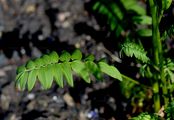 Jacob's-Ladder - Polemonium caeruleum L.