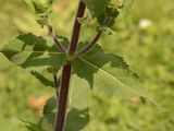 Balkan Clary - Salvia nemorosa L.