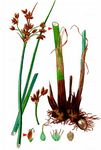Gewöhnliche Teichsimse - Schoenoplectus lacustris (L.) Palla 