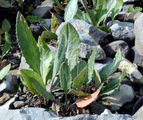 Gemswurz-Greiskraut - Senecio doronicum (L.) L.