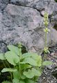 Fuchsschwanz-Ziest - Stachys alopecuros (L.) Benth.