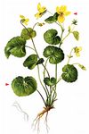 Zweiblütiges Veilchen - Viola biflora L. 