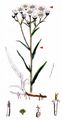 Sneezewort - Achillea ptarmica L.