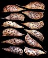 Scheinindigo - Amorpha fruticosa L.