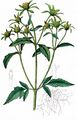 Dreiteiliger Zweizahn - Bidens tripartitus L.