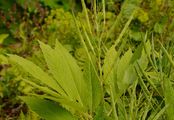 Pinnate Coralroot - Cardamine heptaphylla (Vill.) O. E. Schulz