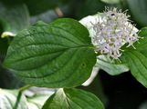 Dogwood - Cornus sanguinea L.