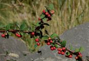 Filzige Zwergmispel - Cotoneaster tomentosus (Aiton) Lindl.