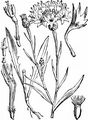 Kornblume - Cyanus segetum Hill