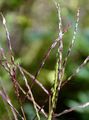 Hairy Finger-Grass - Digitaria sanguinalis (L.) Scop.