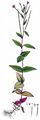 Berg-Weidenröschen - Epilobium montanum L.