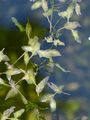 Ivy-Leaved Duckweed - Lemna trisulca L.