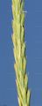 Lyme-Grass - Leymus arenarius (L.) Hochst.
