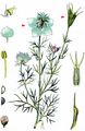 Nigella - Nigella arvensis L.