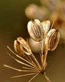 Hog's Fennel - Peucedanum officinale L.
