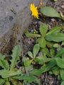  - Pilosella schultesii (F. W. Schultz) F. W. Schultz & Sch. Bip.