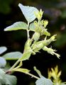 Fir Rose - Rosa abietina Christ