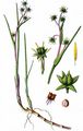 Blumenbinse - Scheuchzeria palustris L.