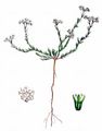 Perennial Knawel - Scleranthus perennis L.