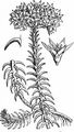 Felsen-Fetthenne - Sedum rupestre L.