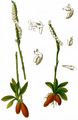 Autumn Lady's-Tresses - Spiranthes spiralis (L.) Chevall.