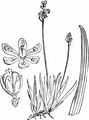 Kleine Simsenlilie - Tofieldia pusilla (Michx.) Pers.