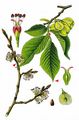 Common Elm - Ulmus minor Mill.