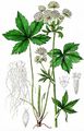Große Sterndolde - Astrantia major L.
