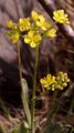 Buckler-Mustard - Biscutella laevigata L.