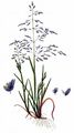 Whorl-Grass - Catabrosa aquatica (L.) P. Beauv.