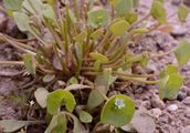 Springbeauty - Claytonia perfoliata Willd.